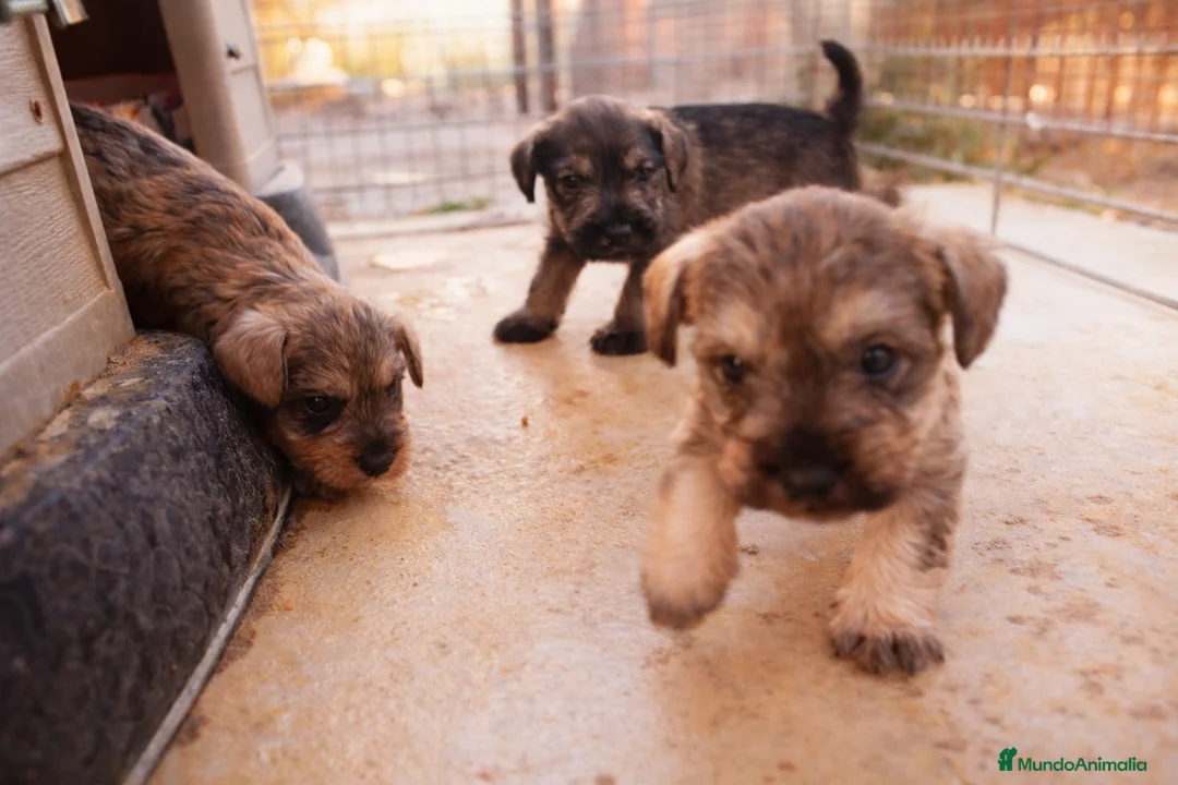 Schnauzer Miniatura perros en venta: Schnauzer cachorros  - Anuncio 1