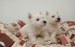West Highland White Terrier perros en venta: Westhy  - Imagen 3