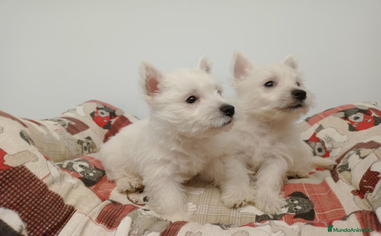West Highland White Terrier perros - Anuncio 1