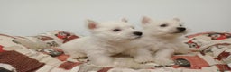 West Highland White Terrier perros en venta: Westhy  - Anuncio 2