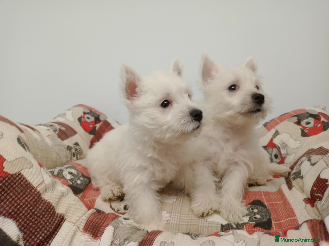 West Highland White Terrier perros en venta: Westhy  - Imagen 3