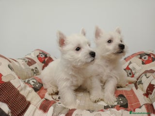 West Highland White Terrier perros - Anuncio 36