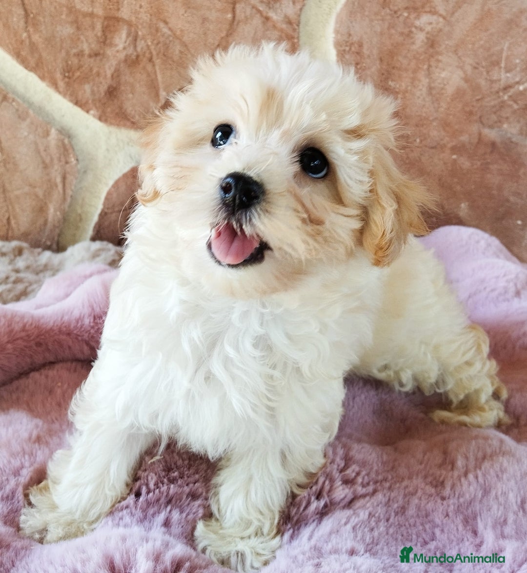 Maltipoo perros en venta: MALTIPOO  - Imagen 5
