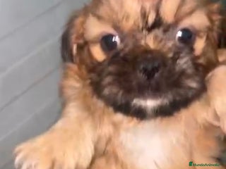 Shih Tzu perros - Anuncio 1