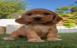 Cocker Spaniel Inglés perros en venta: COCKER SPANIEL INGLES - Imagen 7