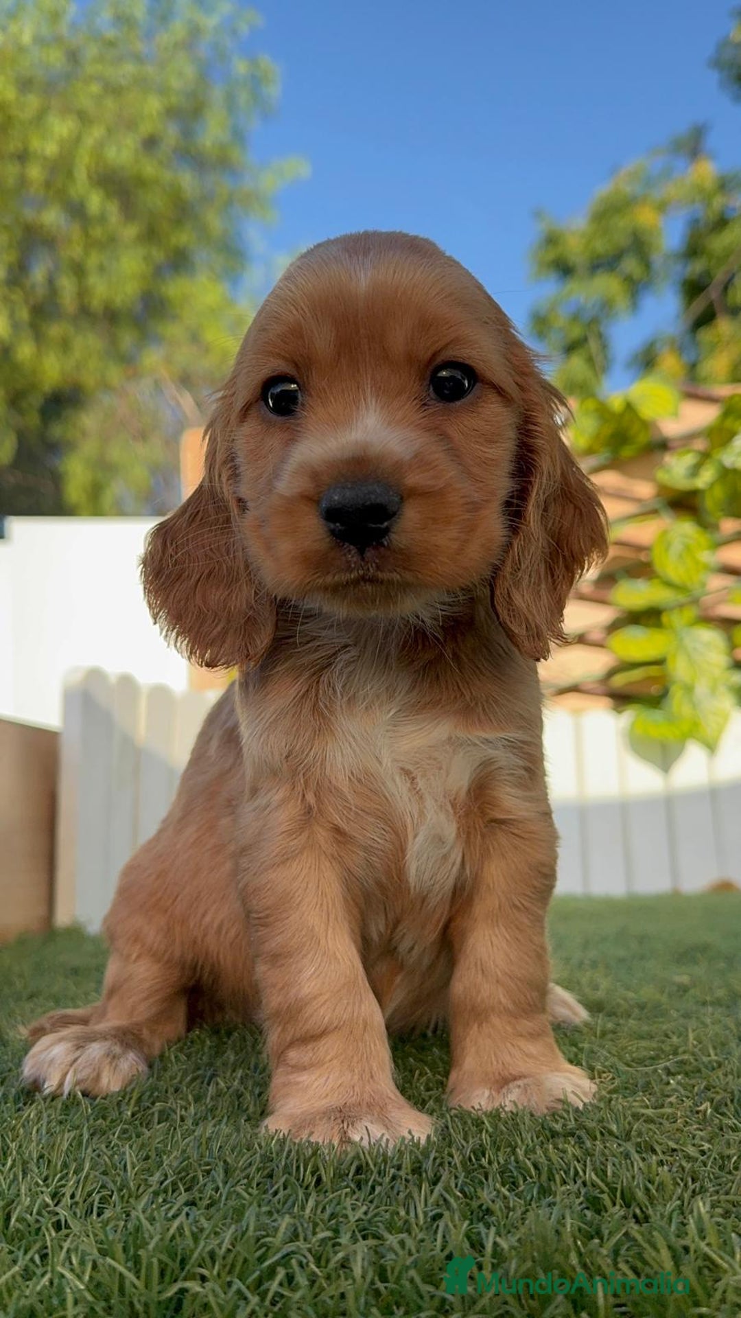 Cocker Spaniel Inglés perros en venta: COCKER SPANIEL INGLES - Imagen 7