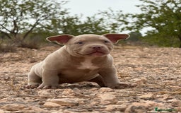 American Bully perros en venta: 💎🐾 CACHORROS AMERICAN BULLY – ¡LA MEJOR LÍNEA! - Imagen 7