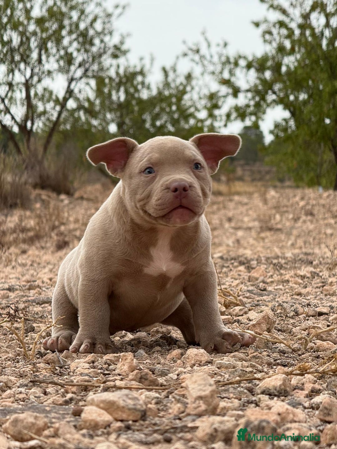 American Bully perros en venta: 💎🐾 CACHORROS AMERICAN BULLY – ¡LA MEJOR LÍNEA! - Imagen 7