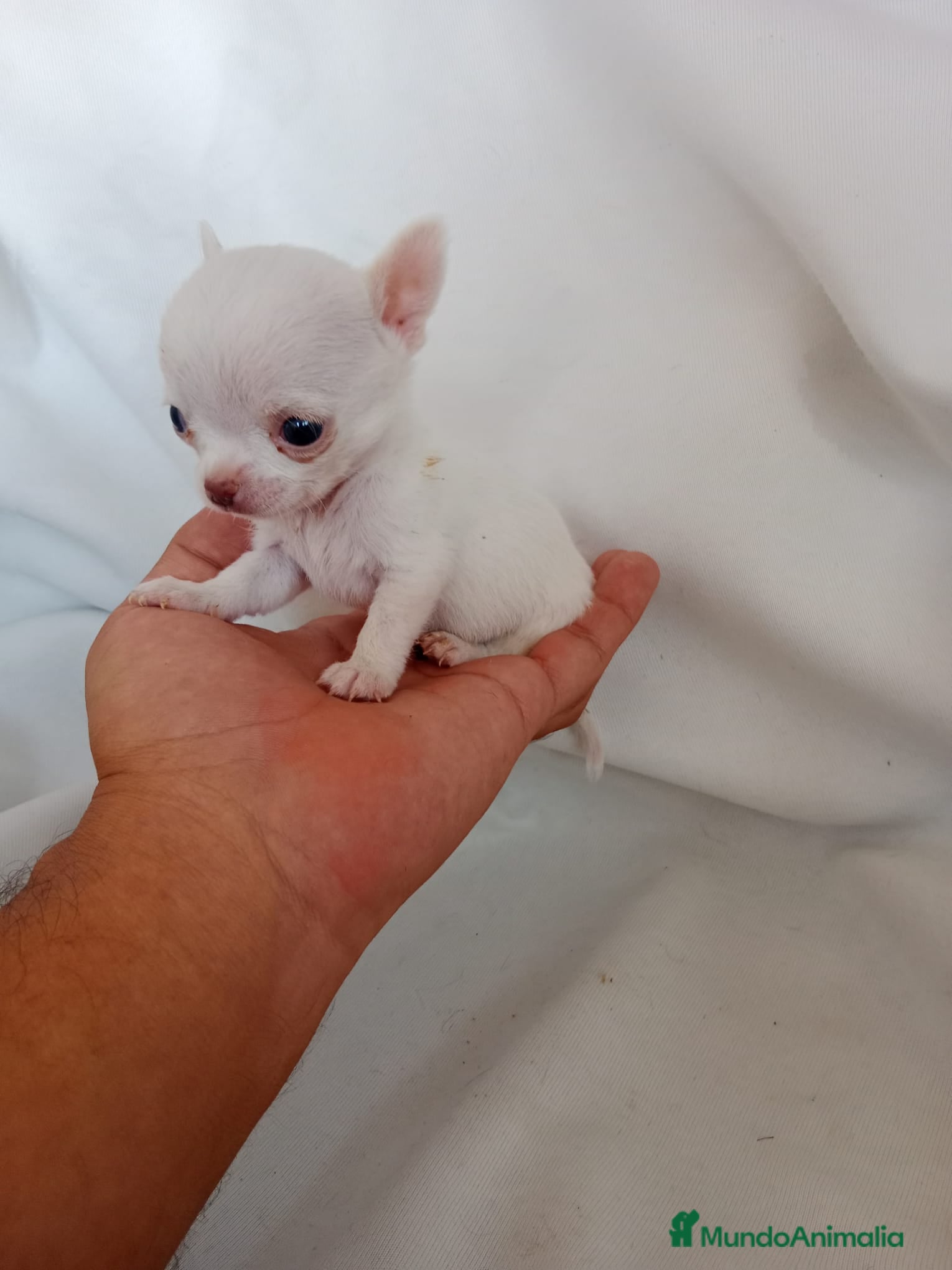 Chihuahua Cachorro 11