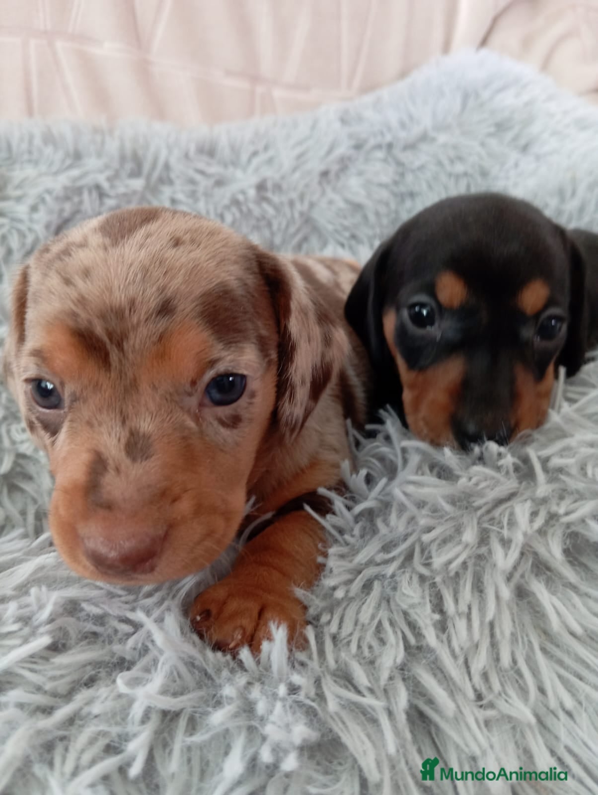 Teckel Miniatura perros Bebés Teckels (perro salchicha ) - Anuncio 5