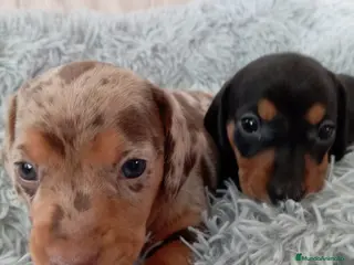 Teckel Miniatura perros Bebés Teckels (perro salchicha ) - Anuncio 19