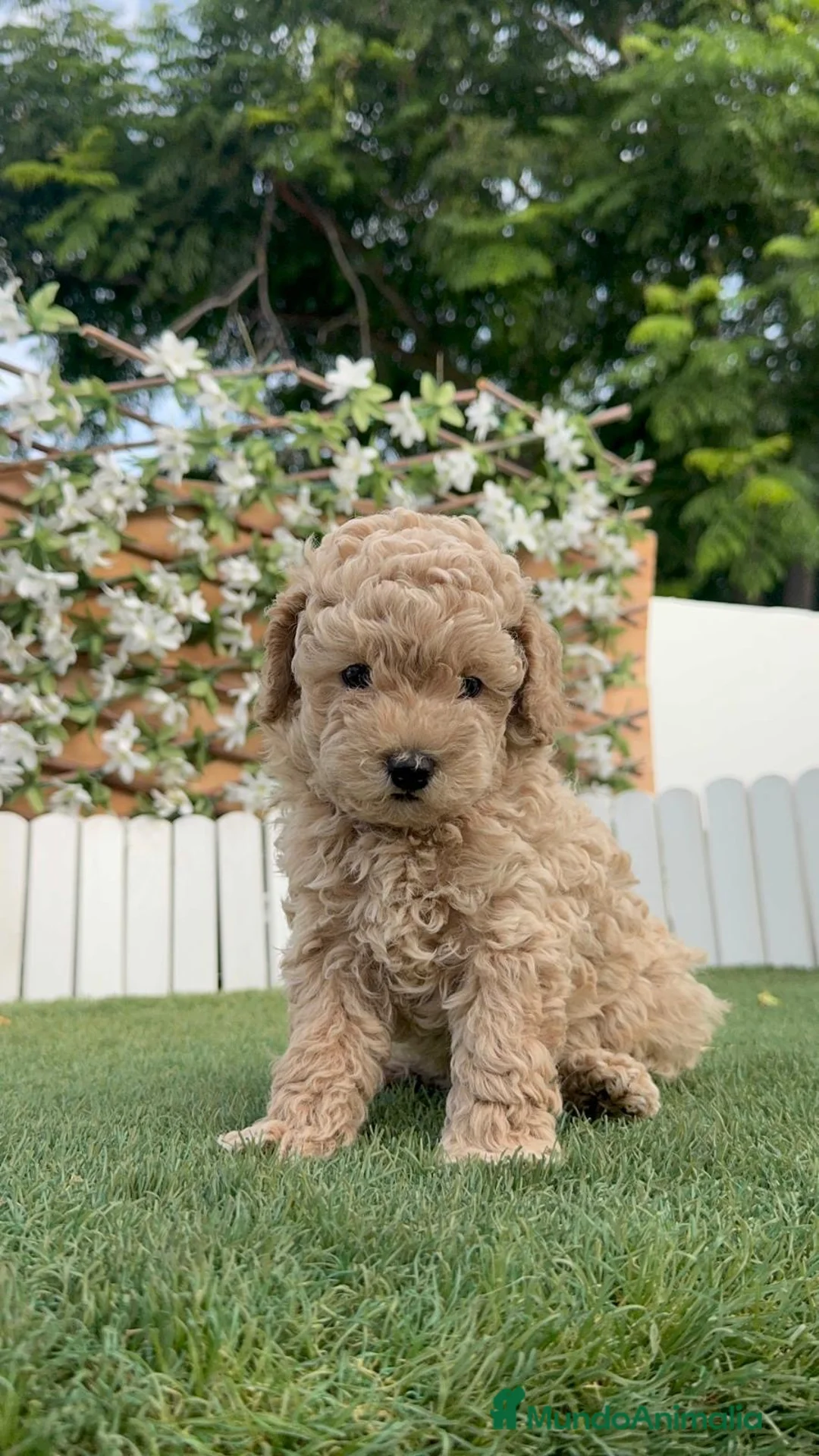 Caniche Enano perros en venta: CANICHE ENANO - Anuncio 2