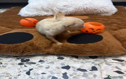 Ratón de Praga perros en venta: Ratón de praga  - Imagen 14