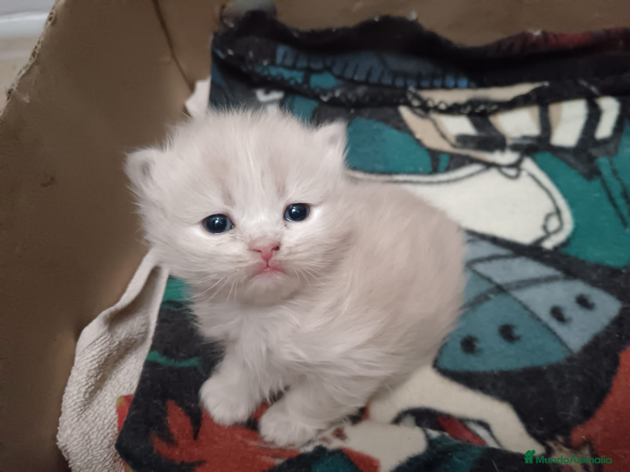 Persa gatos Gatos persas - Anuncio 9