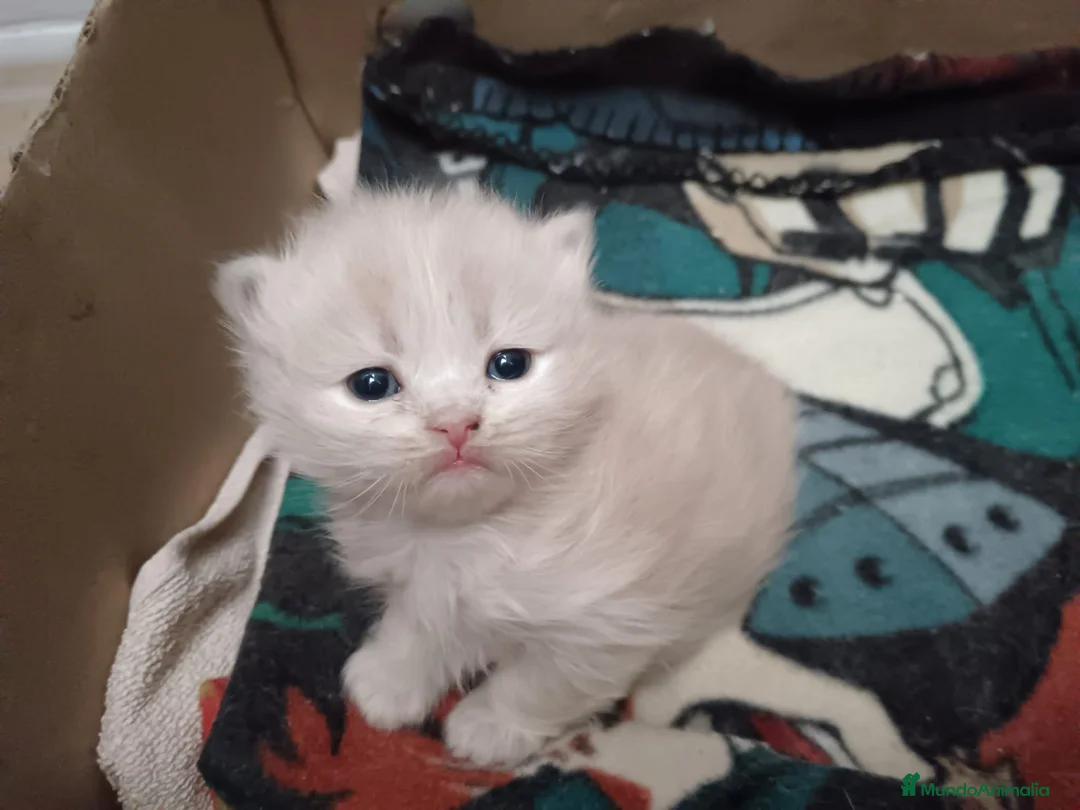 Persa gatos en venta: Gatos persas - Anuncio 2