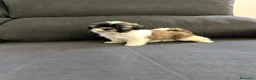 Shih Tzu perros en venta: Shitzu - Anuncio 5