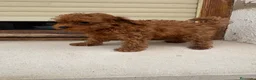 Caniche Toy perros en venta: Caniche Toy  - Anuncio 6