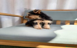Yorkshire Terrier perros en venta: Yorkshire toy - Imagen 8