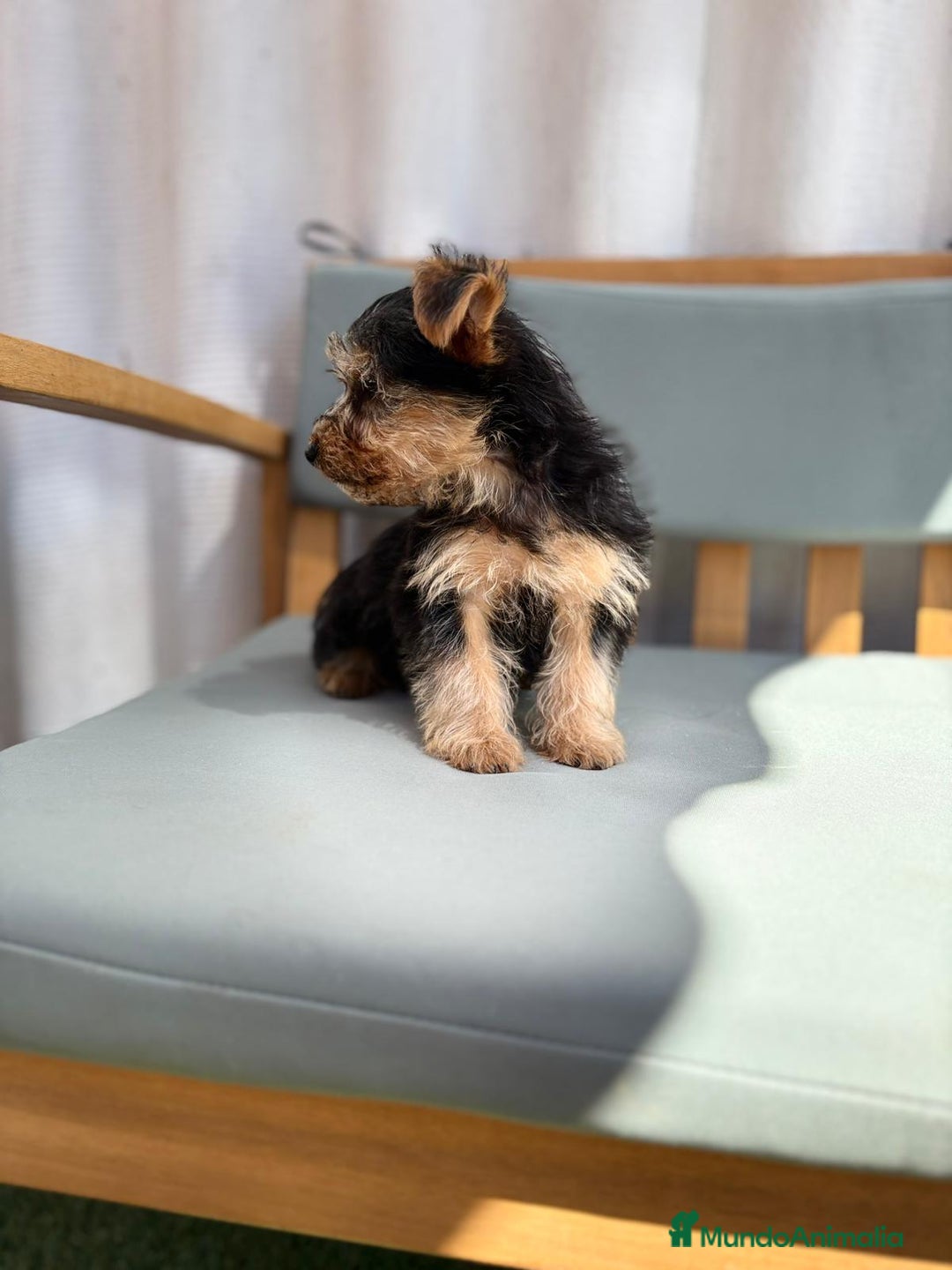 Yorkshire Terrier perros en venta: Yorkshire toy - Imagen 8