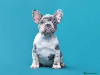 Bulldog Francés perros bulldog frances del valle caprice - Anuncio 1