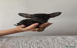 Chihuahua perros en venta: Chihuahua Toy hembra y macho  - Imagen 5
