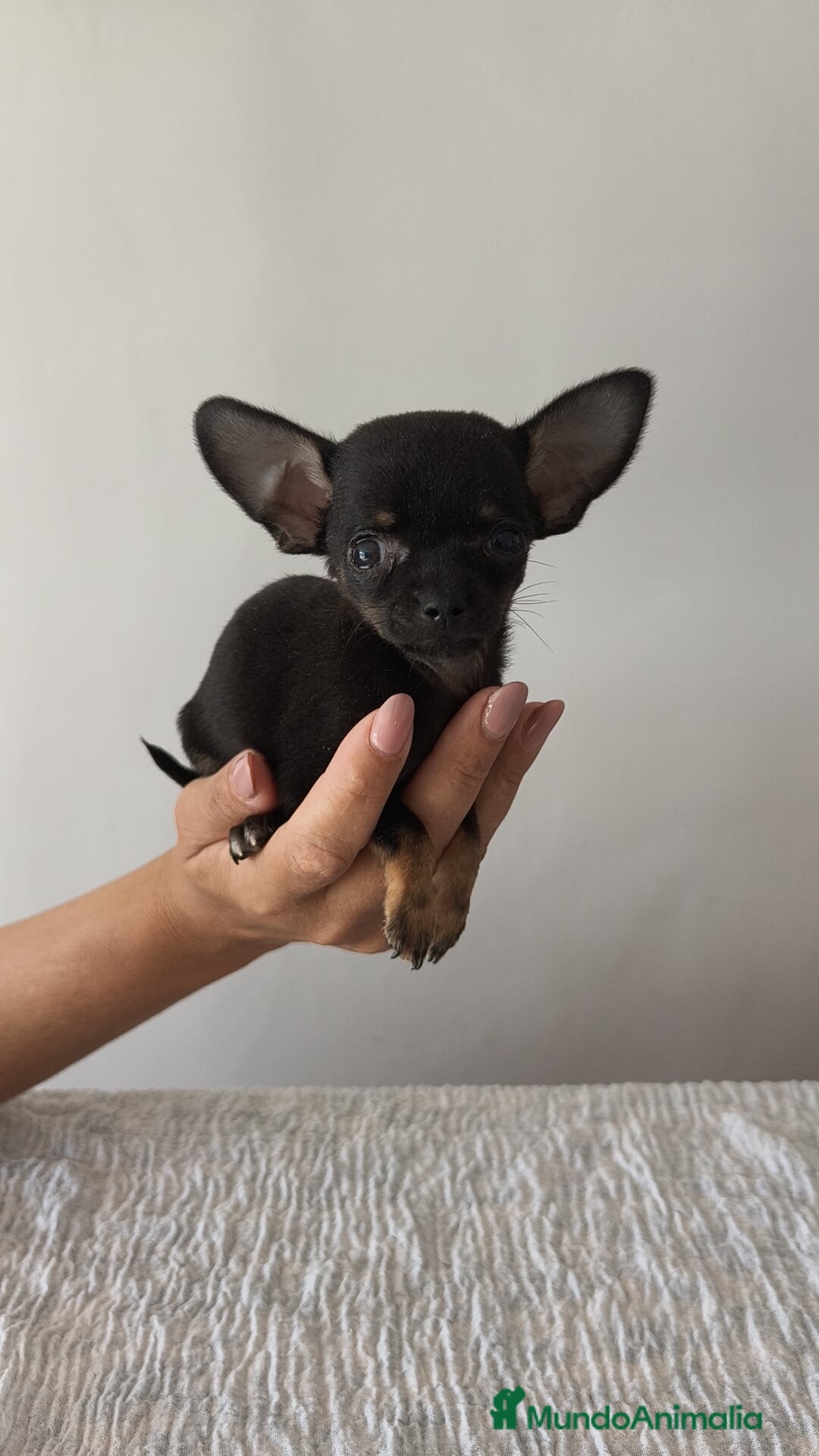 Chihuahua perros en venta: Chihuahua Toy hembra y macho  - Imagen 5