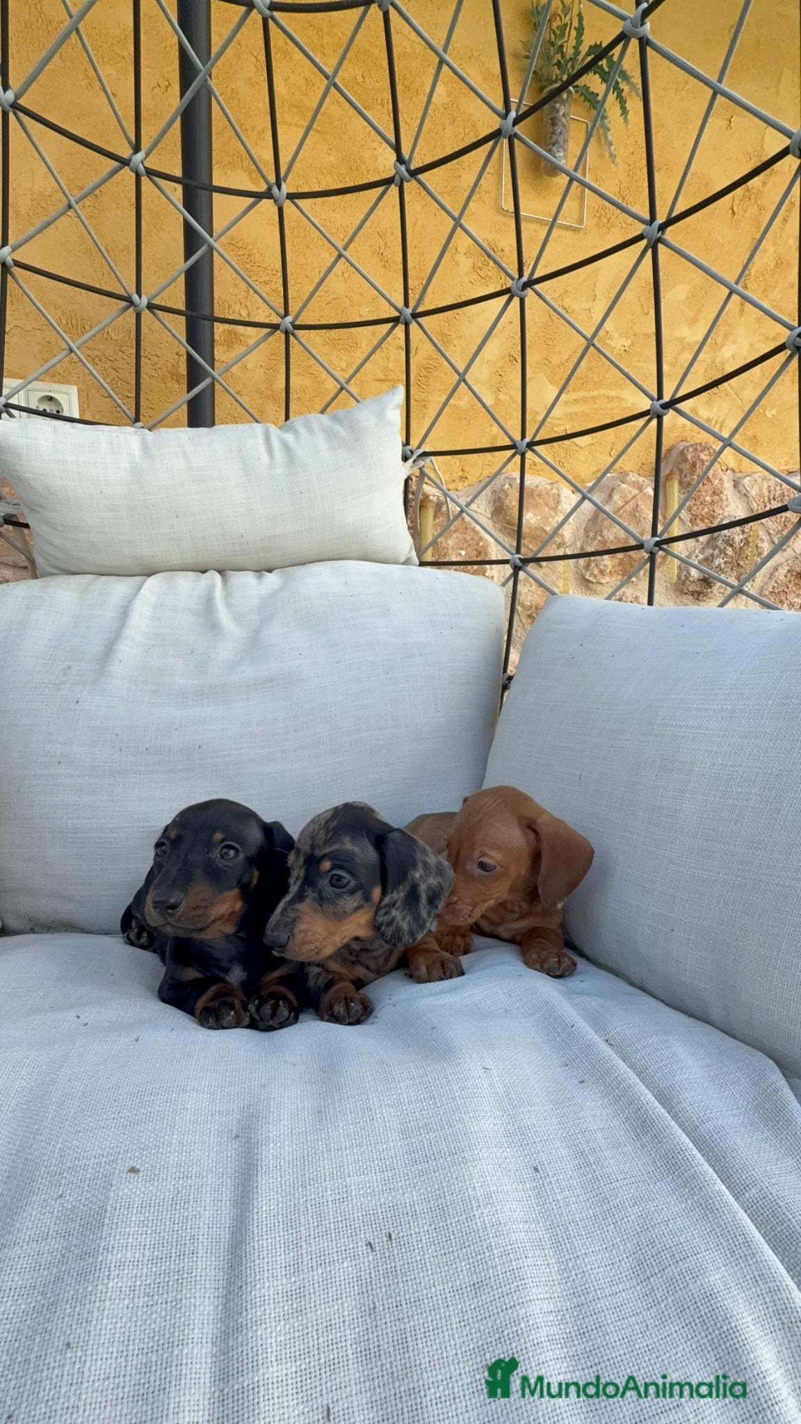 Teckel perros Teckel kaninchen - Anuncio 2