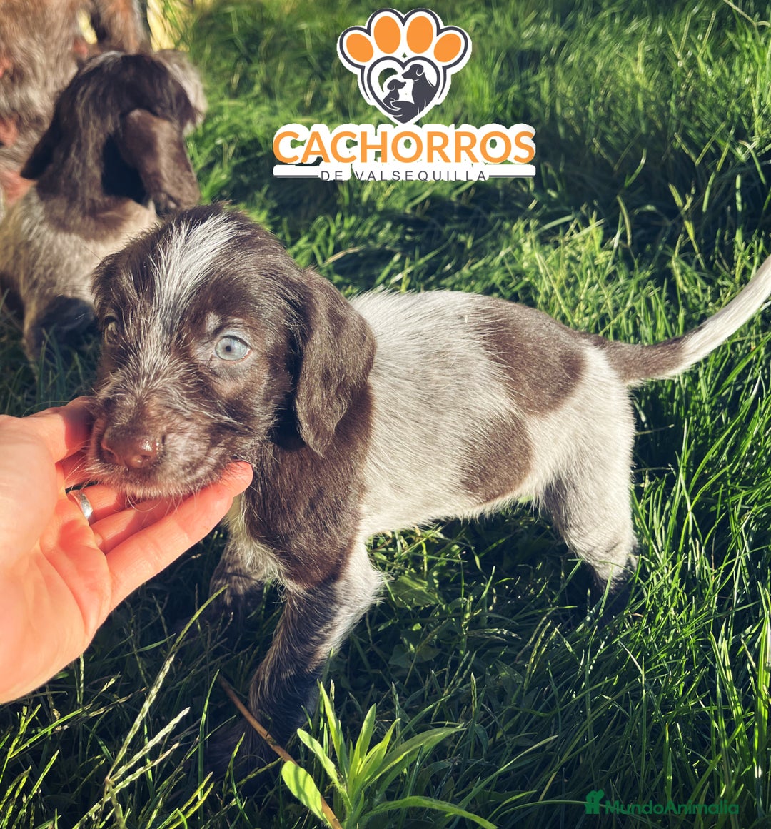 Otras razas perros en venta: Drahthaar - Imagen 3
