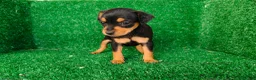 Pinscher Miniatura perros en venta: Pincher miniatura  - Anuncio 1