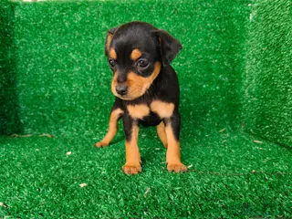 Pinscher Miniatura perros Pincher miniatura - Anuncio 2