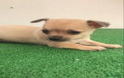 Chihuahua perros en venta: Chihuahua toy criado en casa - Imagen 2