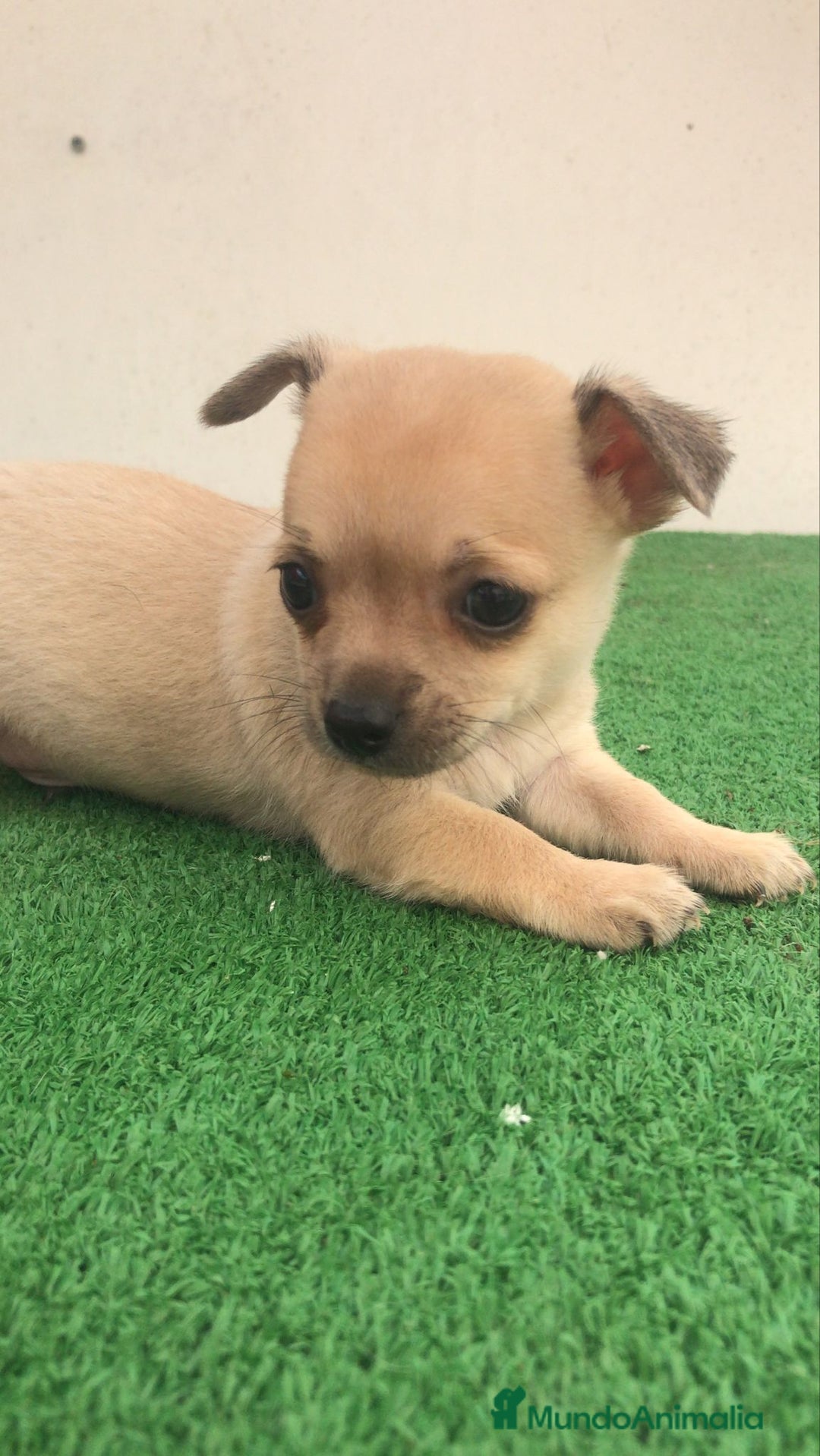 Chihuahua perros en venta: Chihuahua toy criado en casa - Imagen 2