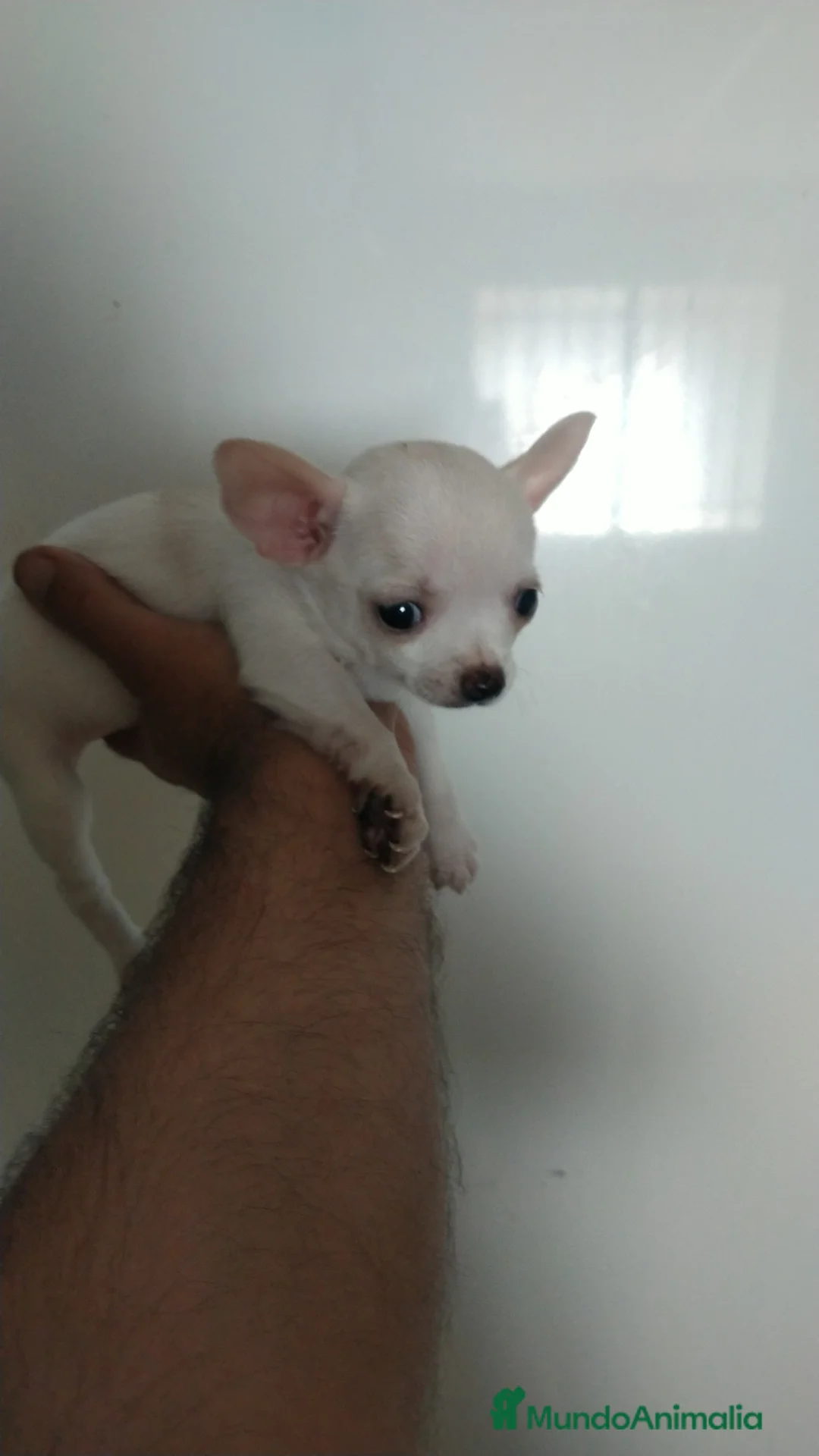 Chihuahua perros en venta: Chihuahuas  - Anuncio 2