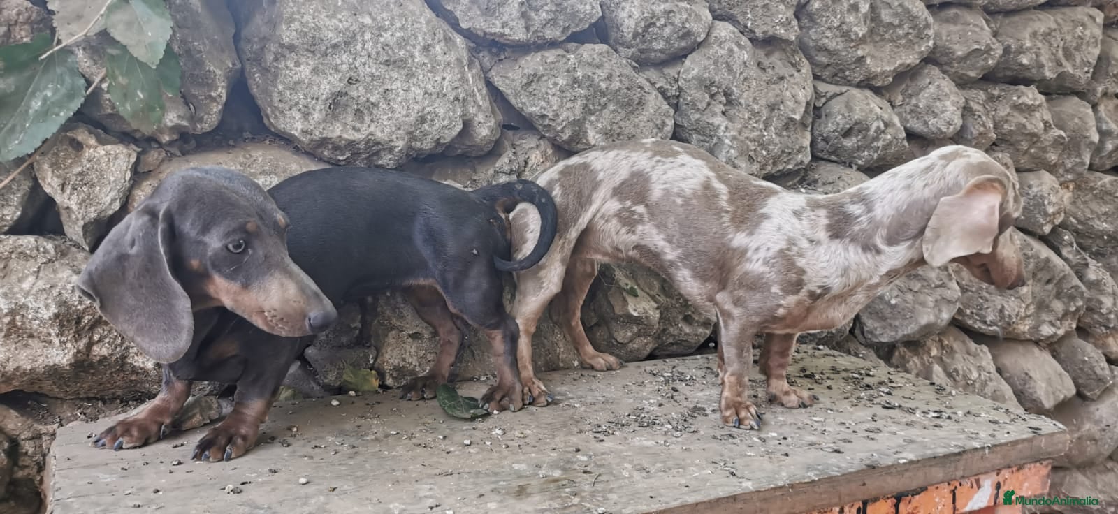 Teckel perros Camada de teckel Miniatura chocolate y arlekin  - Anuncio 2