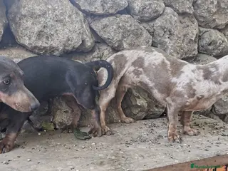 Teckel perros Camada de teckel Miniatura chocolate y arlekin - Anuncio 2