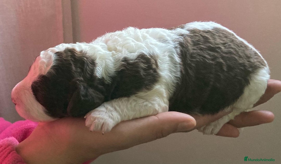 Perro de Agua Español perros en venta: PERRO DE AGUA ESPAÑOL - Anuncio 3