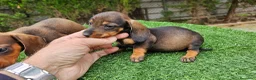 Teckel perros en venta: Cachorritos de teckel  - Anuncio 5