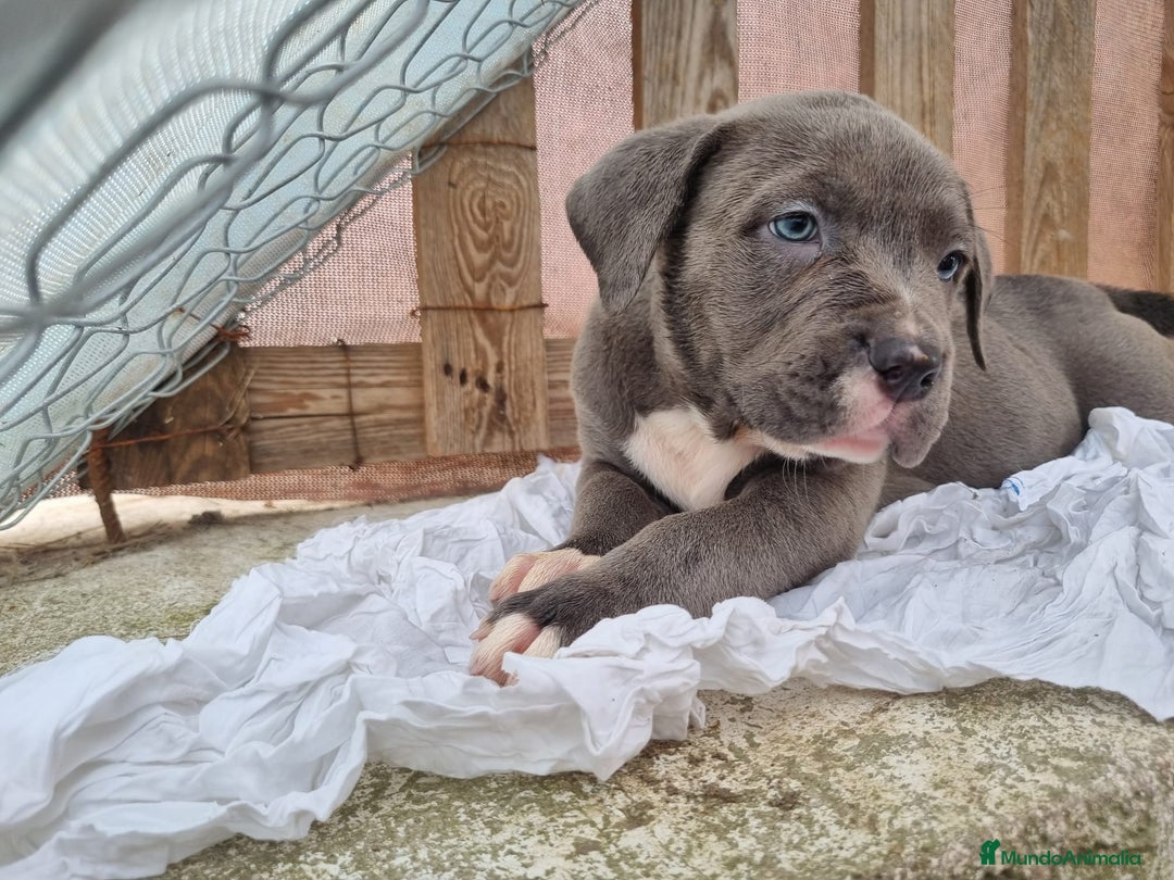 American Bully perros en venta: American Bully Pocket - Imagen 5