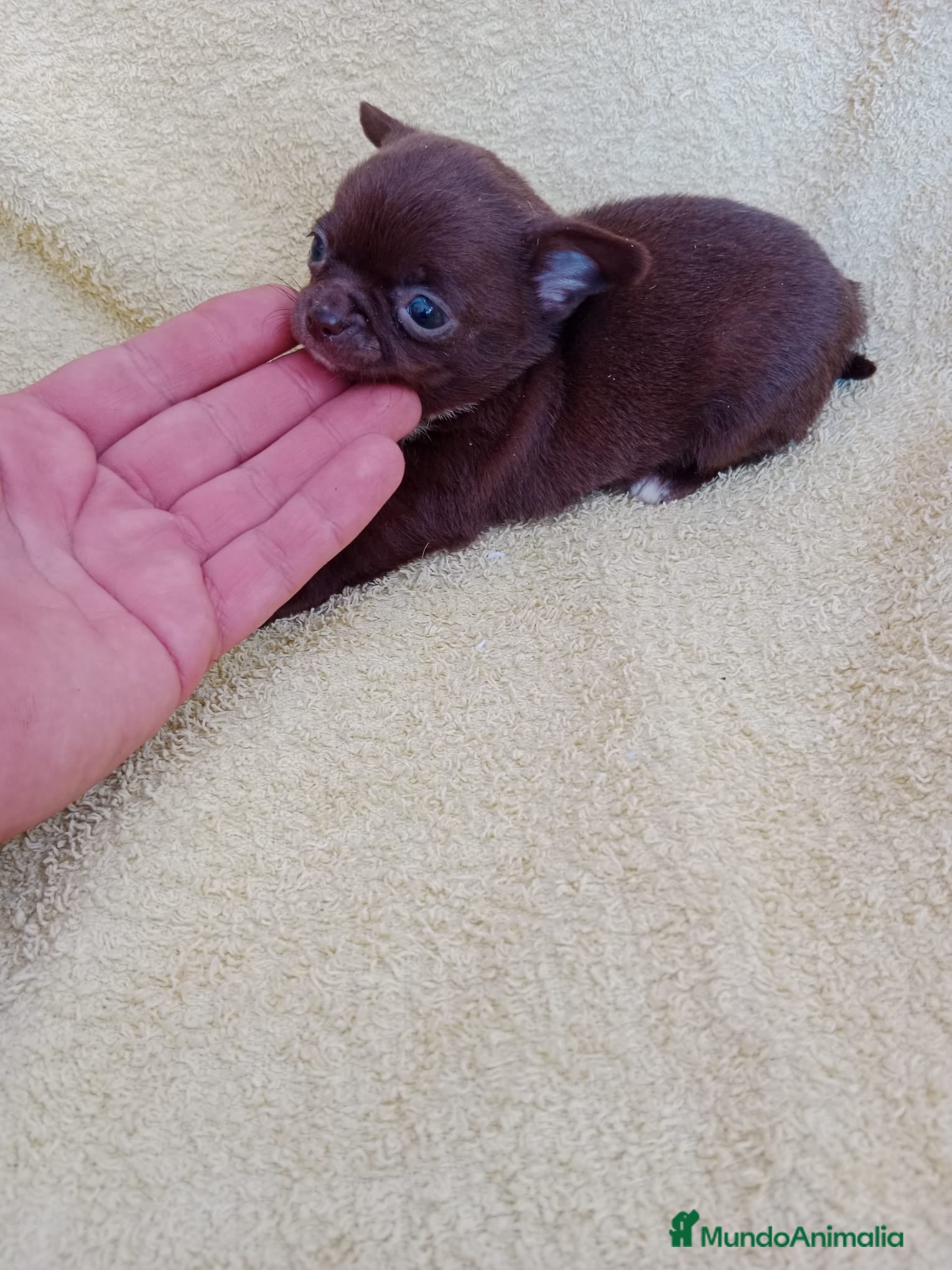 Chihuahua perros en venta: PRECIOSOS CHIHUAHUA RUSO Y ASIÁTICO - Anuncio 1