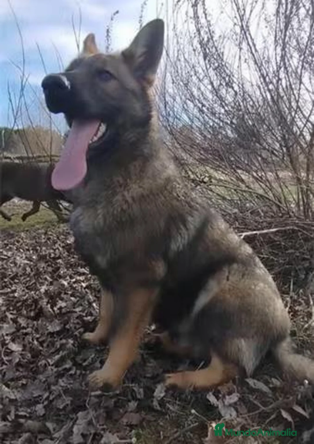 Pastor Alemán perros en venta: Pastor alemán línea de trabajo - Anuncio 1