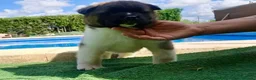 Akita Americano perros en venta: Akita Americano - Anuncio 20
