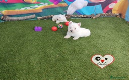 West Highland White Terrier perros en venta: Westy  - Imagen 3