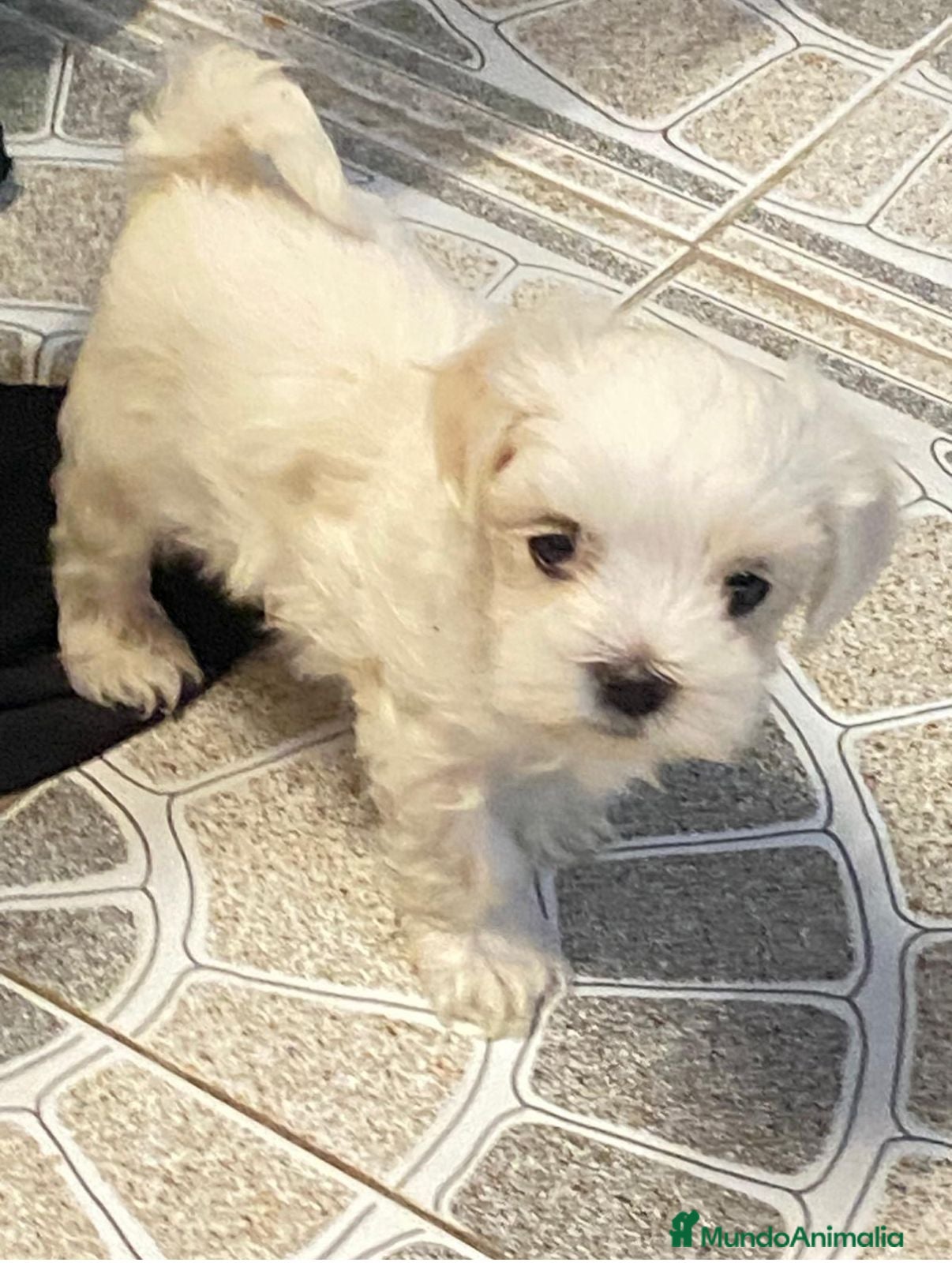 Bichón Maltés perros Bichón maltés toy - Anuncio 25