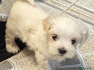 Bichón Maltés perros Bichón maltés toy - Anuncio 1