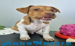 Jack Russell Terrier perros en venta: Jack Russel Macho JMU 7730 AQUANATURA - Imagen 7