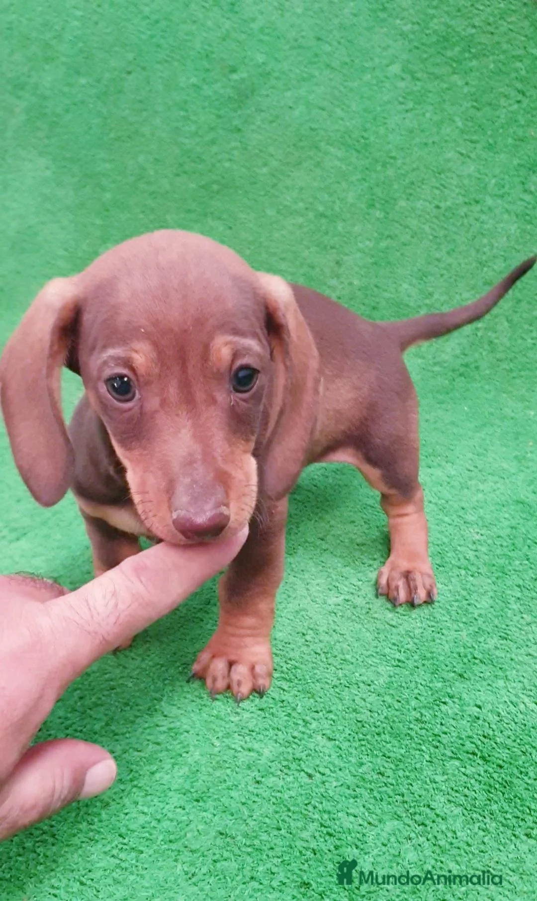 Teckel Miniatura perros en venta: Teckel miniatura ♂️♀️ - Anuncio 5