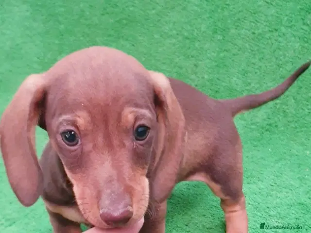 Teckel Miniatura perros en venta: Teckel miniatura ♂️♀️ - Anuncio 1