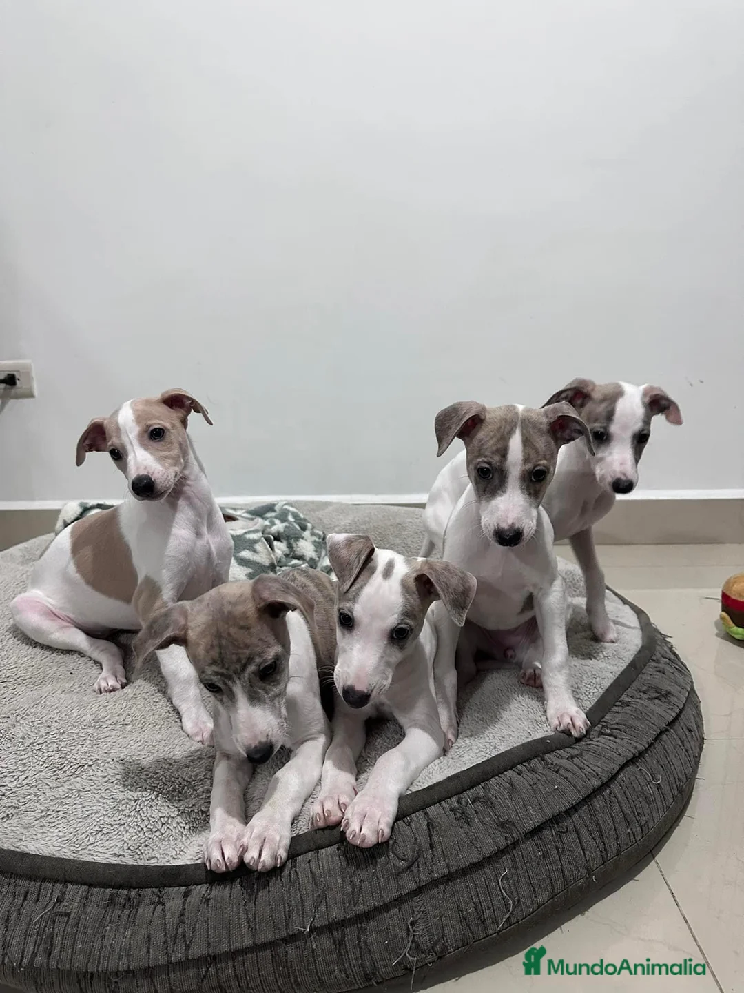 Whippet perros en venta: WHIPPET BARCELONA  en Ciudad Real - Anuncio 1