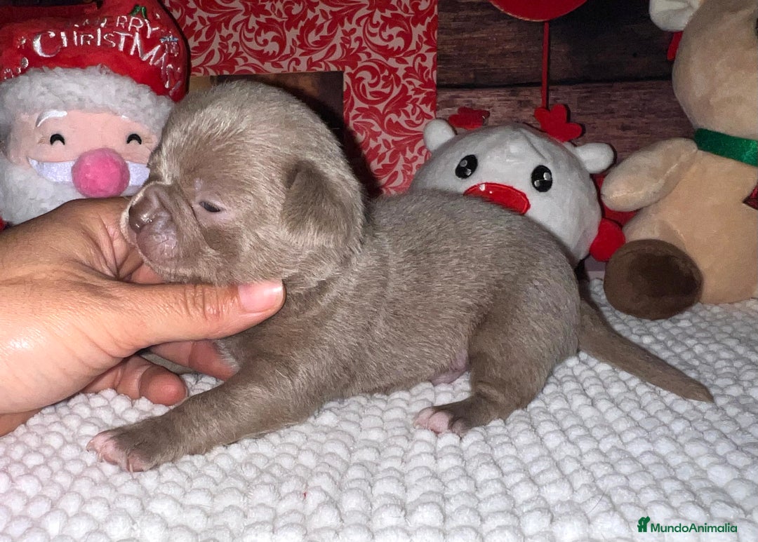 Chihuahua perros en venta: Precioso machito Lilac - Anuncio 3