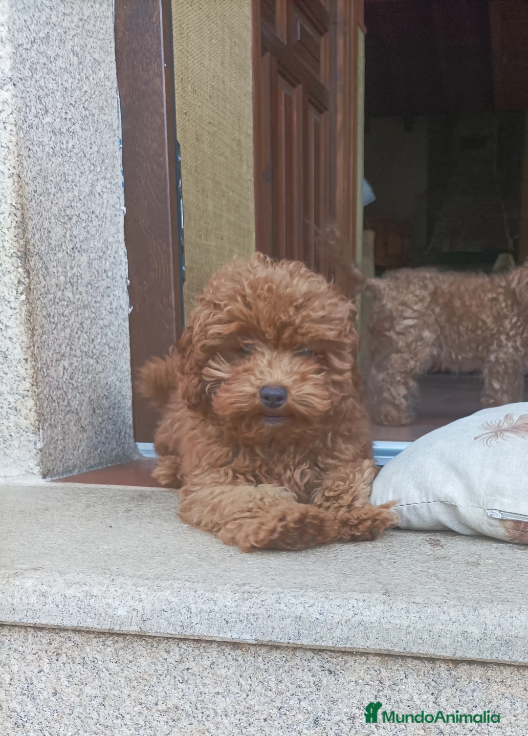 Caniche Toy perros en venta: Macho caniche toy - Anuncio 2